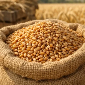 Close up of premium golden wheat grains in a burlap sack.