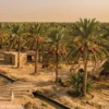 Date palm trees in Sindh Pakistan