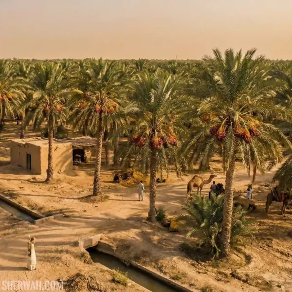 Date palm trees in Sindh Pakistan