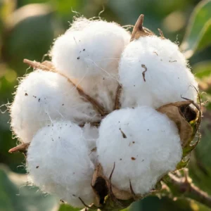 Close up of a pristine white cotton boll ready for harvest.