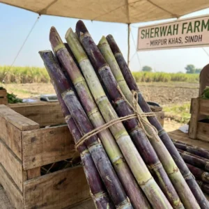 Fresh sugarcane stalks for wholesale supply from Sindh.